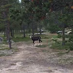 Porotila Toini Sanila