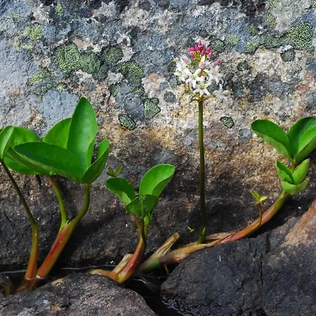 منتزه العطل Porotila Toini Sanila 3*