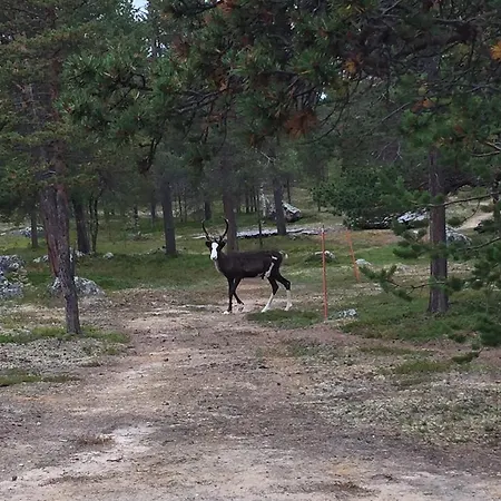 Porotila Toini Sanila