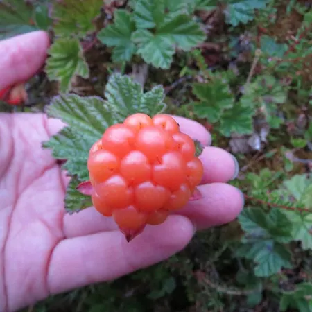 منتزه العطل Porotila Toini Sanila 3*