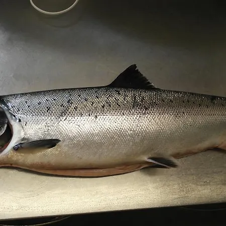 منتزه العطل Porotila Toini Sanila